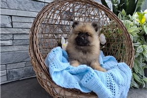Alistair - Keeshond for sale