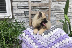 Laken - Keeshond for sale