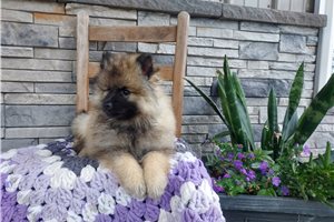 Olivia - Keeshond for sale