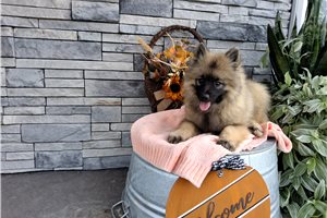 Maude - Keeshond, placed in Bloomington