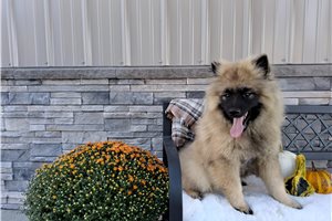 Murray - Keeshond, placed in Bloomington