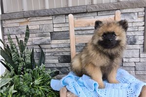 Monroe - Keeshond for sale