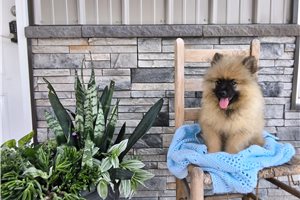Luke - Keeshond for sale
