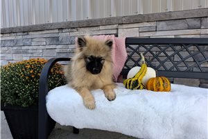Maria - Keeshond for sale