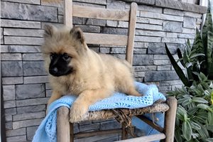 Luke - Keeshond for sale