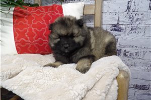 Ciara - Keeshond for sale