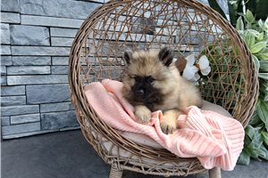 Alma - Keeshond for sale