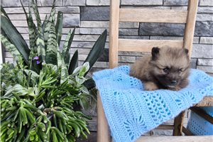 Alford - Keeshond for sale