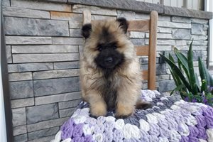 Kaylee - Keeshond for sale