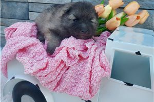 Katherine - Keeshond for sale