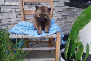 Merlin - Keeshond for sale