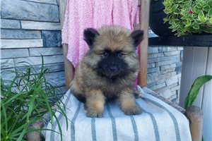 Lilliam - Keeshond for sale