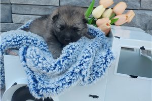 Karter - Keeshond for sale