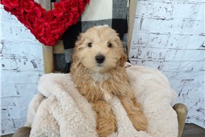 Liam - Malti Poo - Maltipoo for sale