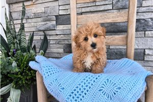 Sampson - Malti Poo - Maltipoo for sale