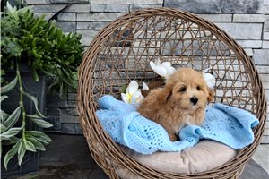 Sampson - Malti Poo - Maltipoo for sale