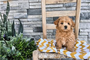 Shawnie - puppy for sale