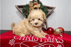 Tulla - Malti Poo - Maltipoo for sale