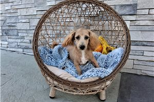 Sampson - Maltipoo for sale