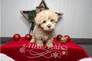 Timothy - Malti Poo - Maltipoo for sale