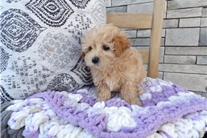 Lily - Malti Poo - Maltipoo for sale