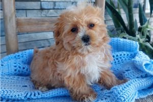 Richard - Malti Poo - Maltipoo for sale