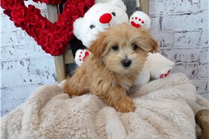 Lucas - Malti Poo - Maltipoo for sale