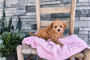 Stacie - puppy for sale