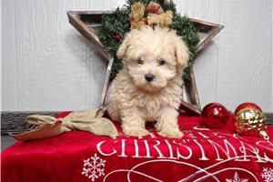Tommy - Malti Poo - Maltipoo for sale
