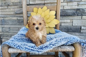 Richard - Malti Poo - Maltipoo for sale