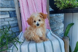 Ramona - Malti Poo - Maltipoo for sale