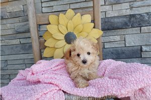 Ramona - puppy for sale