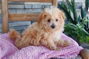 Ramona - Malti Poo - Maltipoo for sale
