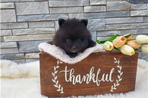 Norris - Pomeranian for sale