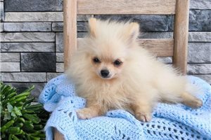 Porter - Pomeranian for sale