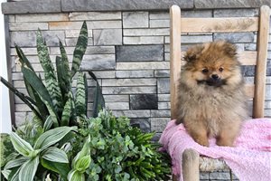 Kaseandra - Pomeranian for sale