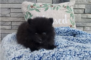 Norris - Pomeranian for sale