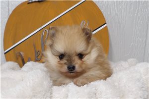 Sapphire - Pomeranian for sale