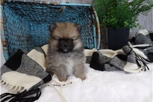 Geraldine - Pomeranian for sale