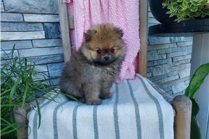 Kaseandra - Pomeranian for sale