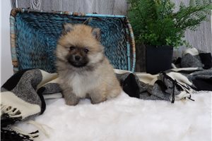 Gallow - Pomeranian for sale