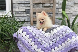 Pippy - Pomeranian for sale