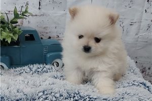 Luiz - puppy for sale