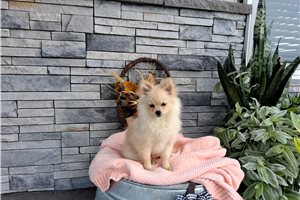 Pippy - Pomeranian for sale