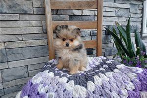 Naomi - Pomeranian for sale