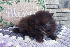 Lillian - puppy for sale