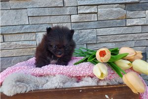 Lillian - Pomeranian for sale