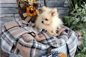 Porter - puppy for sale