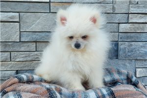 Lucky - Pomeranian for sale