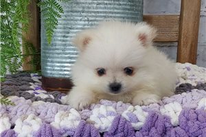 Lily Bell - Pomeranian for sale